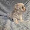 AKC maltese- Male