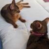 Abyssinian cat stunning ruddy male retired boy 3yrs old