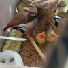 Finches available