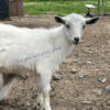 Nigerian dwarf goats