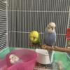 English Budgie babies for sale