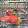 Scarlet and Flame Macaw Pair. And Severe Macaw Pairs