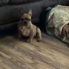 French Bulldog male fawn merle puppy 4 purchase