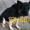 Sheba is coming in heat/Shepherd pups forsale