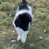 AKC Landseer (black and white) Newfoundland Female