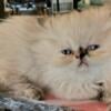 Beautiful Himalayan Kittens