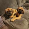 Mastiff Puppies