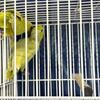 6 parrotlets