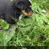 Mini Australian Shepherd