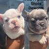 French bulldog 