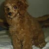 AKC toy poodle FOR SALE