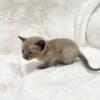 Ginger the solid mink snow bengal