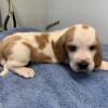 Basset pups Registered