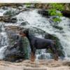 AKC Doberman Puppies Import sired & Health tested parents have arrived 3 Black/Rust Natural Ears Available till June 13