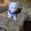BEAUTIFUL  AKC REG  SIBERIAN HUSKY PUP   SOLID  WHITE   male 
