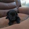 Anatolian Shepherd German Shepherd Puppies
