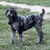 BLUE MERLE ADULT MOYEN SIZE POODLE