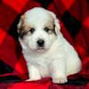 Purebred Great Pyrenees Pups