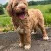 Mini Goldendoodle Puppy