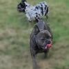 Blue brindle french bulldog