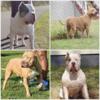 XL American bully puppies. 1k pet homes 1500+ with abkc papers