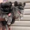 Pomeranian Puppies