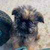 Brussels Griffons