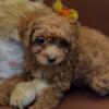 Exotic Toy Poodle Puppies