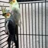 Pair of cockatiels male/female