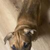 Shepherd pit mixed puppy