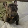 Male Blue French bulldog