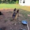 German shepherd puppies