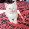 Flame point Siamese Female