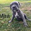 Cane corso  Puppies for sale