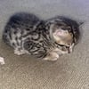 Female Bengal available!