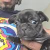 Frenchie pup