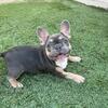 Blue Tri Female Frenchie