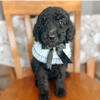 Poodle Puppies