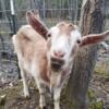 Alpine nubian doe looking for new farm