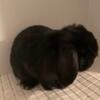 Young Holland Lop Buck