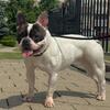 French Bulldog Female