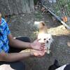 5 yrs old Female cream chihuahua long coat