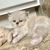 Persian Himalayan full bred kittens