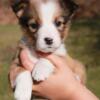 Sheltie / Beagle puppies. Ready to go