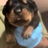 Purebred Rottweiler Puppies ready to go 12/1