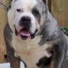 Tricolor Merle Xl American Bully male