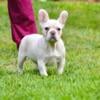 Frenchie puppies up for sale