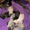 Cane corso puppies. Male & female