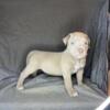 Lilac and Blue XL American Bully For Sale in North Carolina