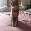 Bengal cat looking for forever home.